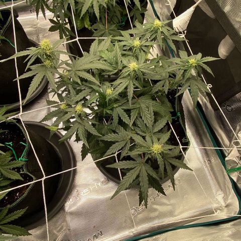 La Diva  #2 growlog timeline photo
