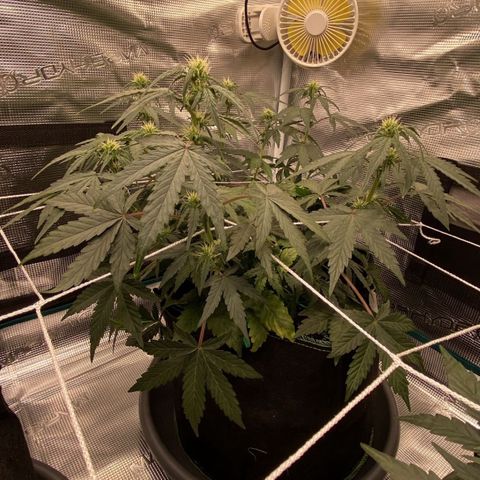 La Diva  #3 growlog timeline photo