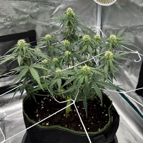 Quick One growlog timeline photo