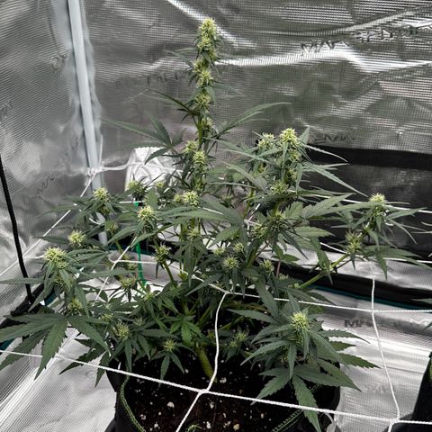 La Diva  #1 growlog timeline photo