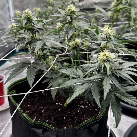 La Diva  #2 growlog timeline photo