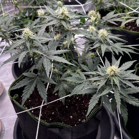 La Diva  #2 growlog timeline photo
