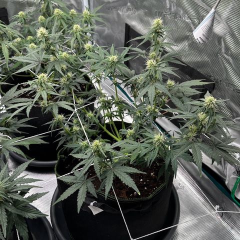 La Diva  #3 growlog timeline photo