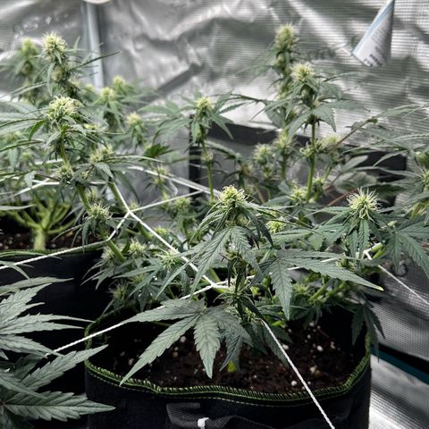 La Diva  #3 growlog timeline photo