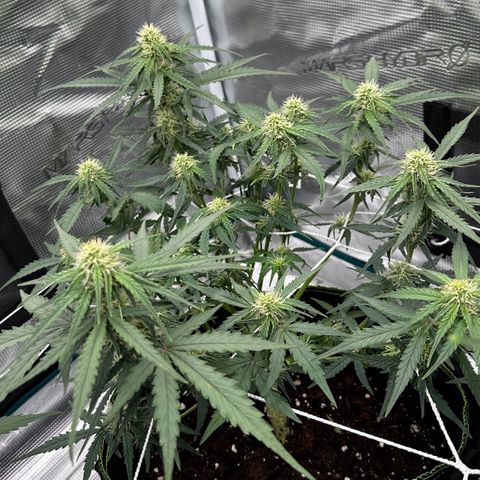 Quick One growlog timeline photo
