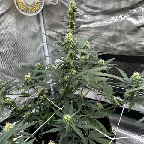 La Diva  #1 growlog timeline photo
