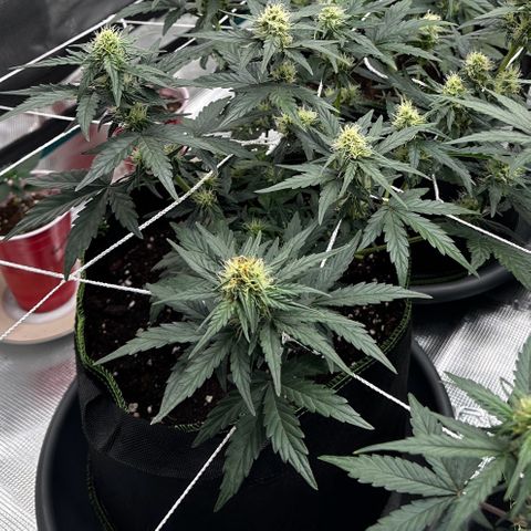 La Diva  #2 growlog timeline photo