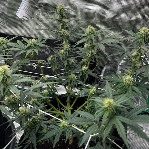La Diva  #3 growlog timeline photo
