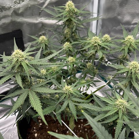 Quick One growlog timeline photo
