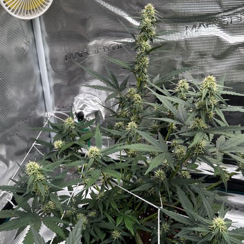 La Diva  #1 growlog timeline photo