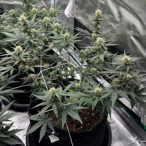 La Diva  #3 growlog timeline photo