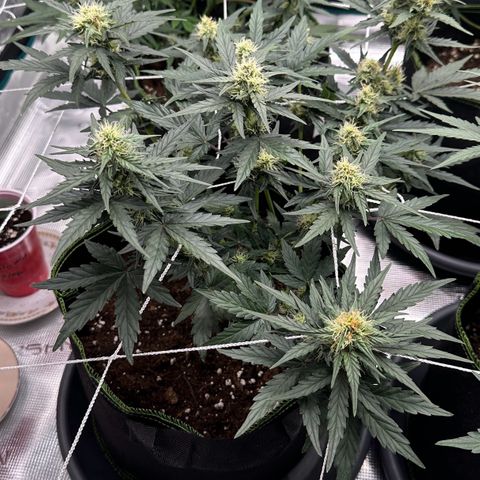 La Diva  #2 growlog timeline photo