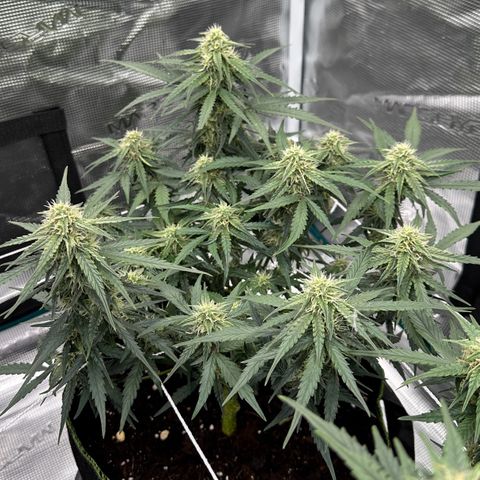 Quick One growlog timeline photo