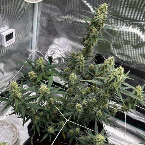 La Diva  #1 growlog timeline photo