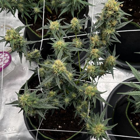 La Diva  #2 growlog timeline photo