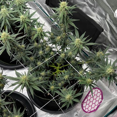 La Diva  #3 growlog timeline photo
