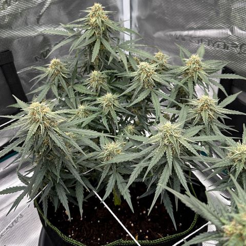 Quick One growlog timeline photo
