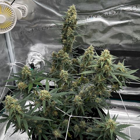 La Diva  #1 growlog timeline photo