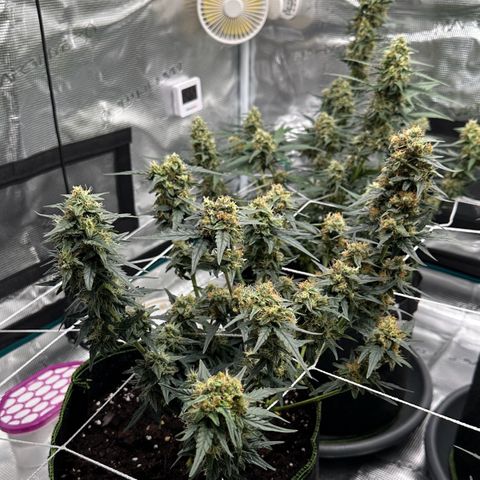 La Diva  #2 growlog timeline photo