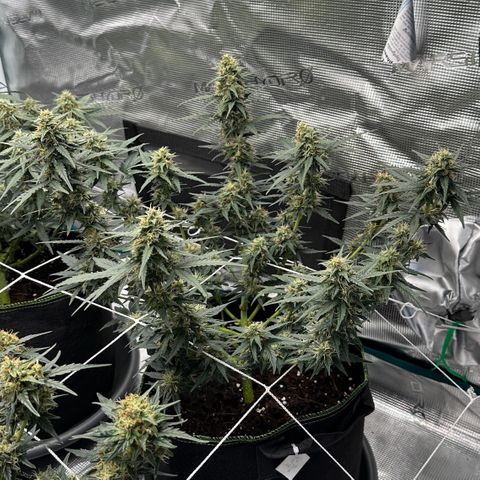 La Diva  #3 growlog timeline photo