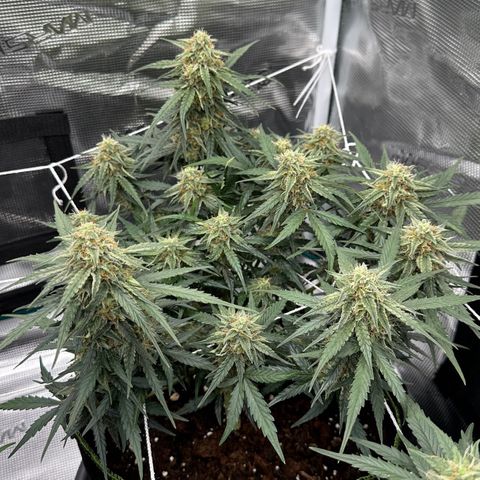 Quick One growlog timeline photo