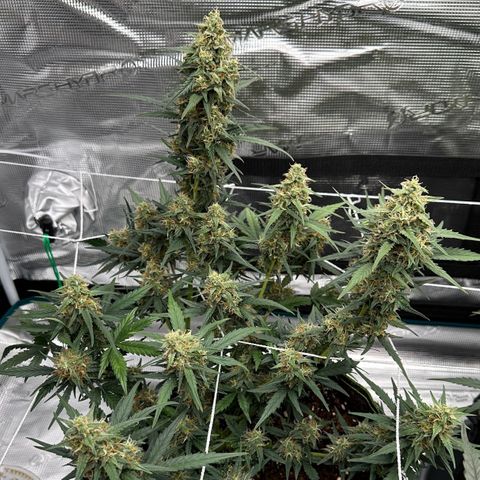 La Diva  #1 growlog timeline photo