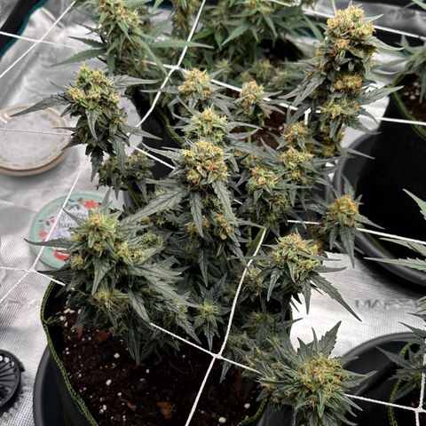 La Diva  #2 growlog timeline photo