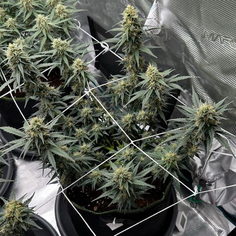La Diva  #3 growlog timeline photo