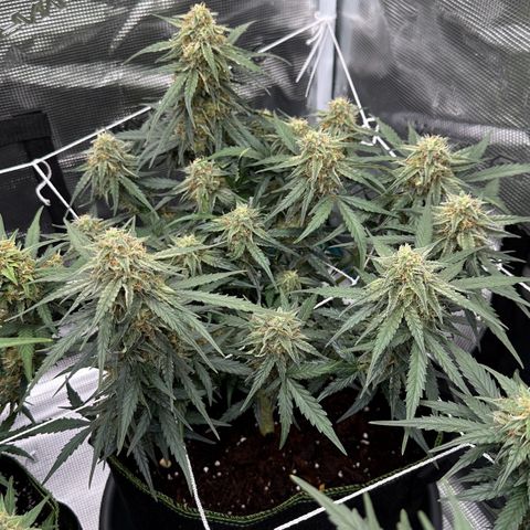 Quick One growlog timeline photo