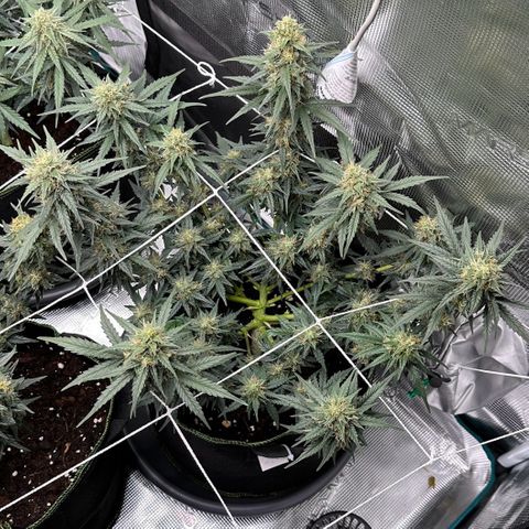 La Diva  #3 growlog timeline photo