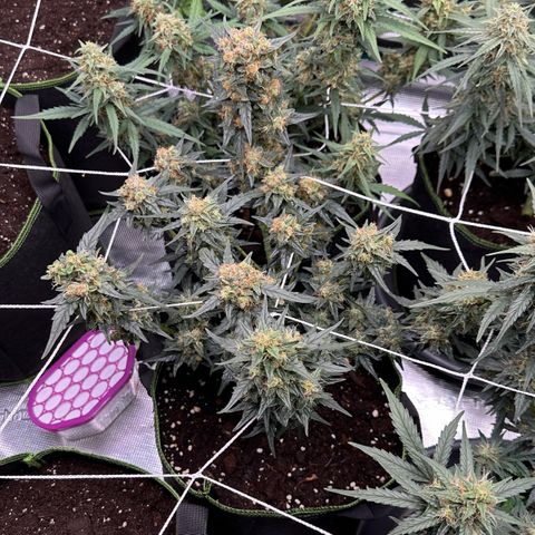 La Diva  #2 growlog timeline photo