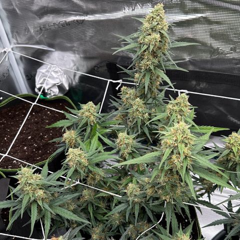 La Diva  #1 growlog timeline photo