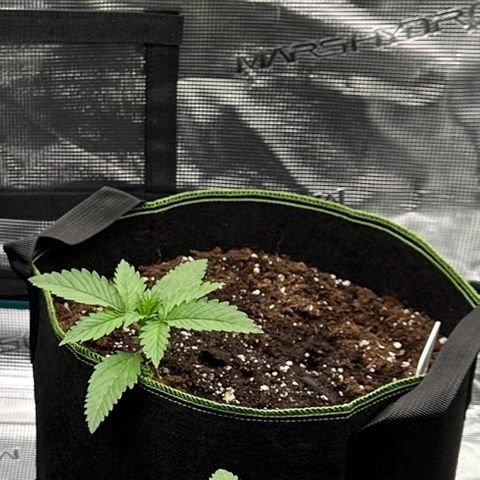 Gelato #1 growlog timeline photo