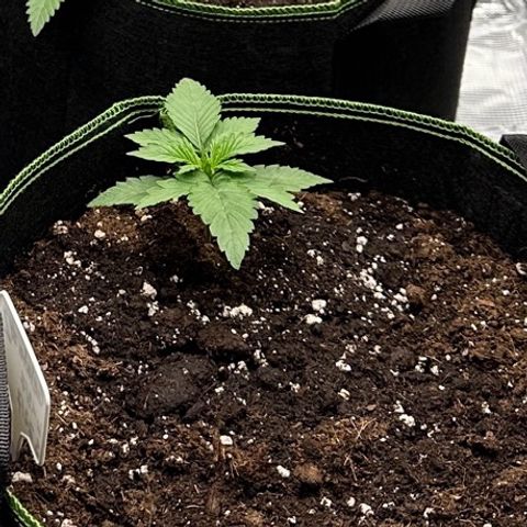 Gelato #2 growlog timeline photo