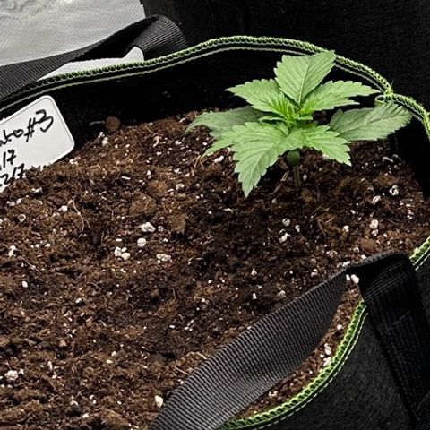 Gelato #3 growlog timeline photo