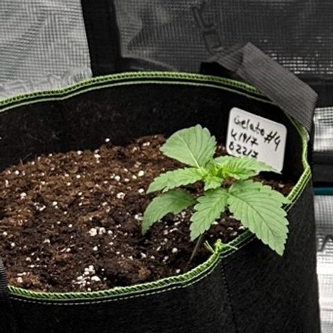 Gelato #4 growlog timeline photo