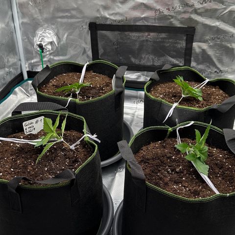 Gelato #3 growlog timeline photo