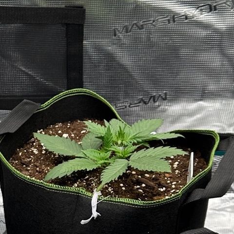 Gelato #1 growlog timeline photo