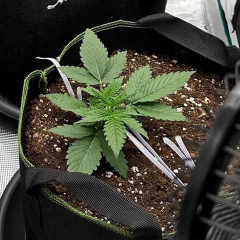 Gelato #2 growlog timeline photo