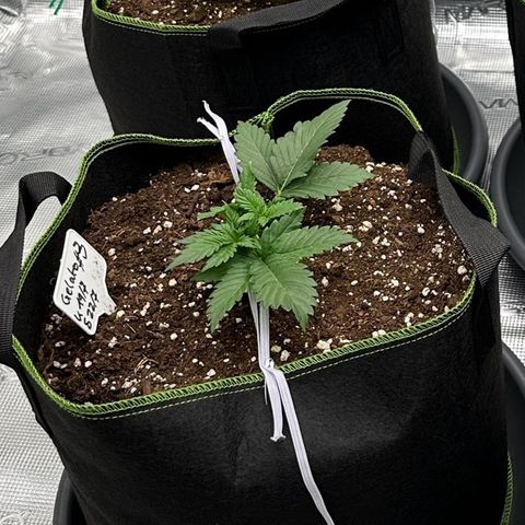 Gelato #3 growlog timeline photo