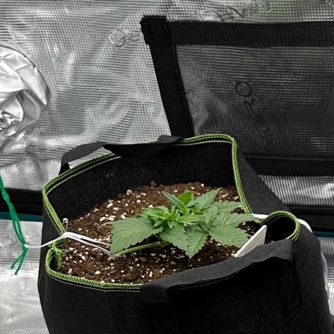 Gelato #4 growlog timeline photo