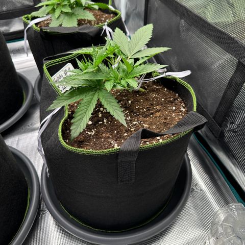 Gelato #1 growlog timeline photo