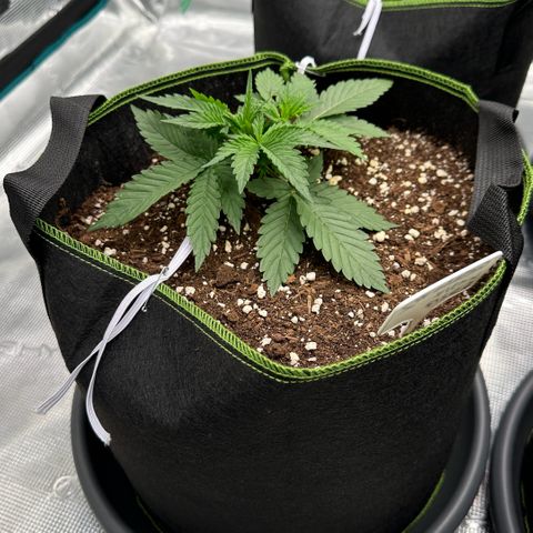 Gelato #2 growlog timeline photo