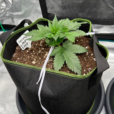 Gelato #3 growlog timeline photo