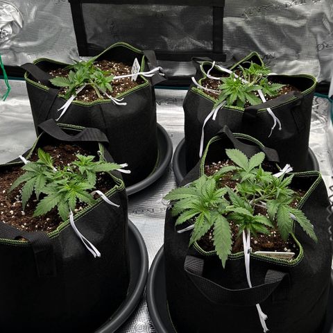 Gelato #3 growlog timeline photo
