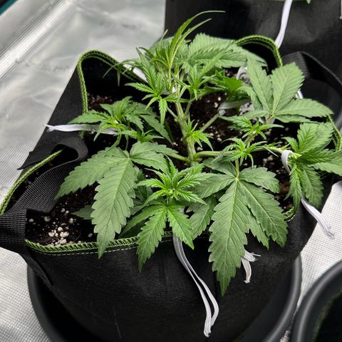 Gelato #1 growlog timeline photo