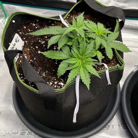 Gelato #2 growlog timeline photo