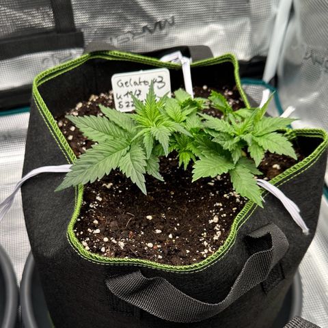 Gelato #3 growlog timeline photo