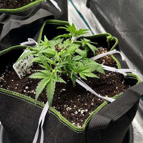 Gelato #4 growlog timeline photo