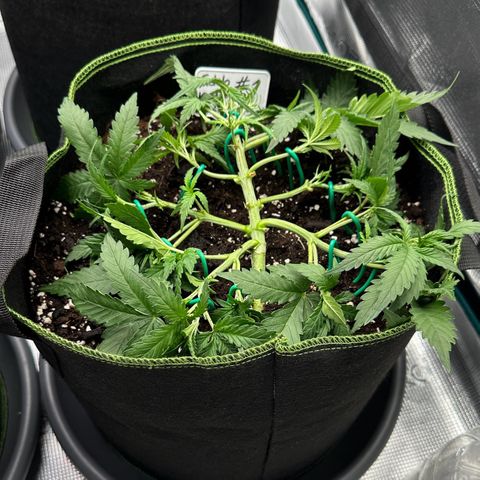 Gelato #1 growlog timeline photo